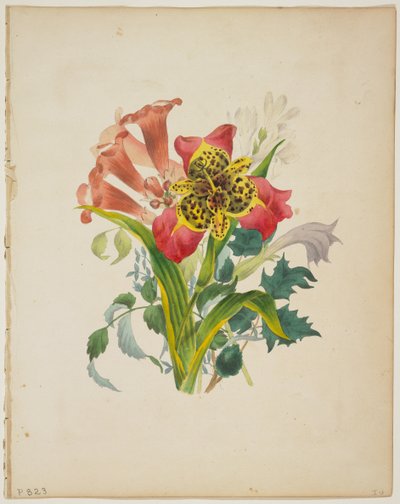 Bouquet di trombette, da Il dizionario di Flora, 1838 da E. W. Wirt